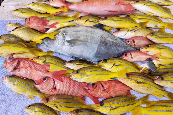 a group of stuffed animals