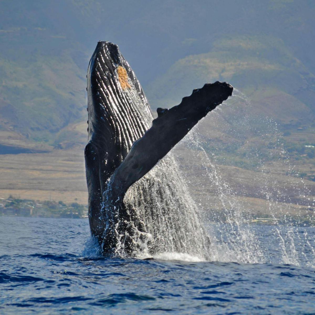 a body of water with a mountain in the background