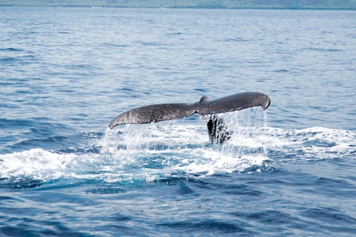 an animal swimming in the water