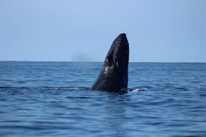 a whale jumping out of the water