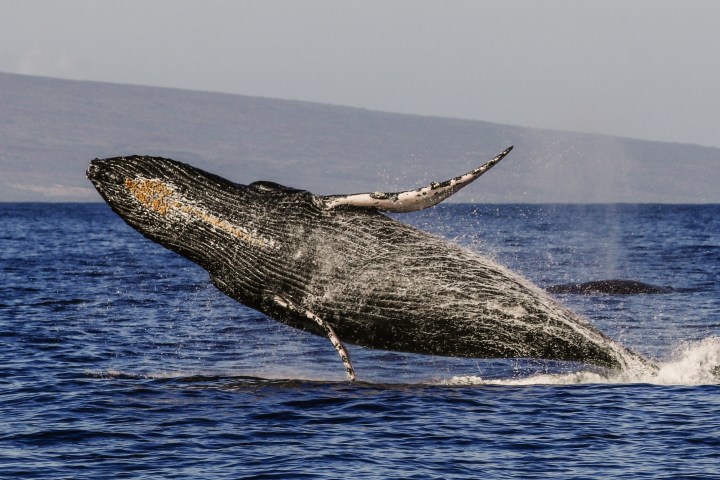 a whale jumping out of a body of water