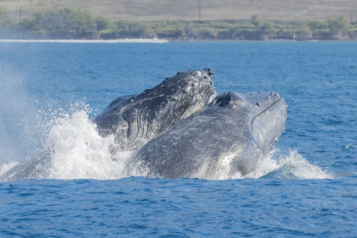 a whale jumping out of the water