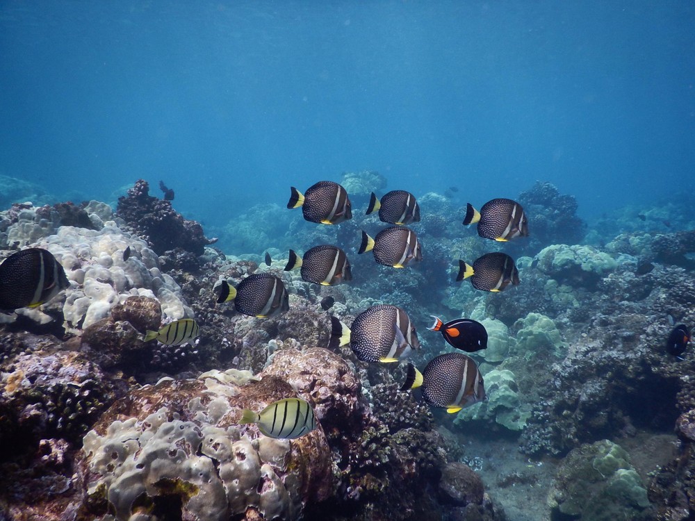 underwater view of a large rock