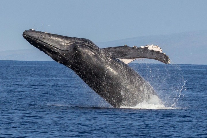 a whale jumping out of the water