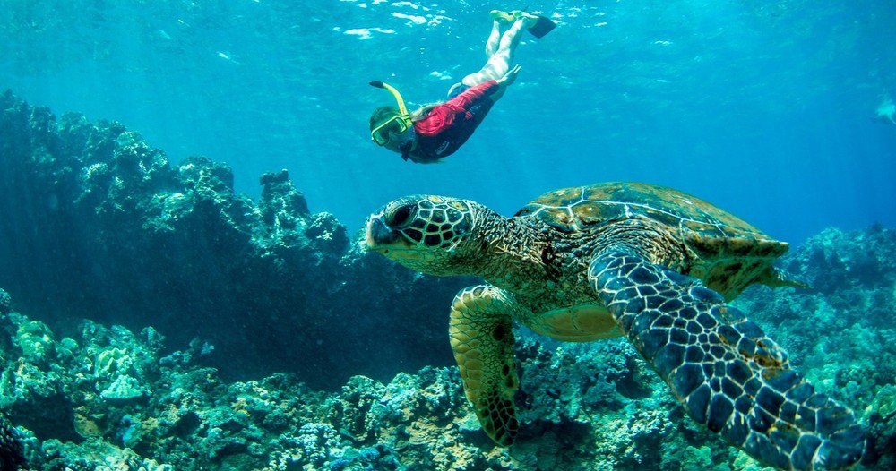 a turtle swimming under water