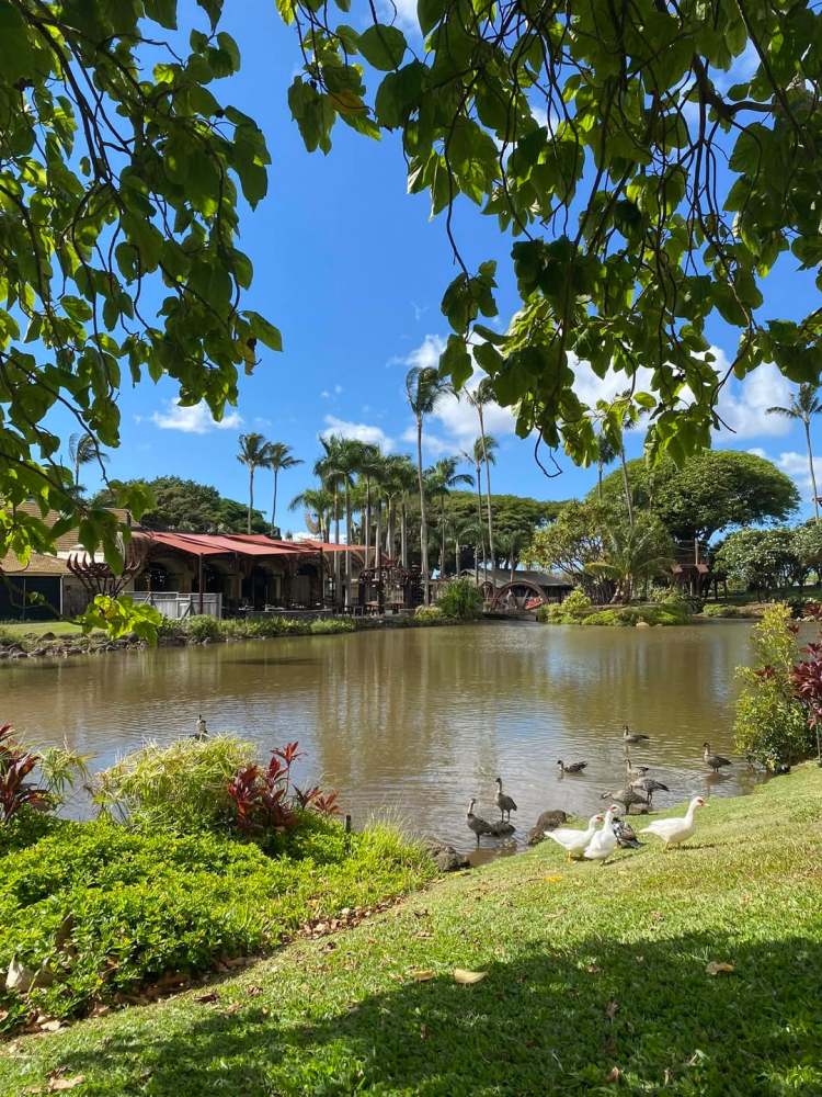 Lush garden with palm trees, pond, and ducks under a bright blue sky.