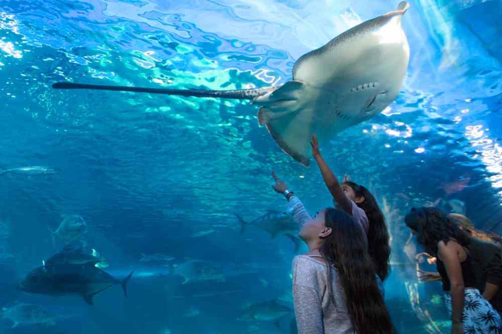 Group of people in an aquarium looking up at a large manta ray swimming overhead.