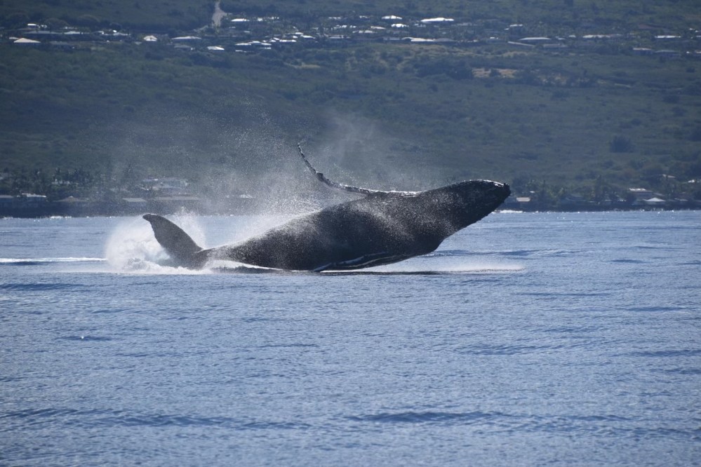 A whale breaching the ocean surface with land in the background.