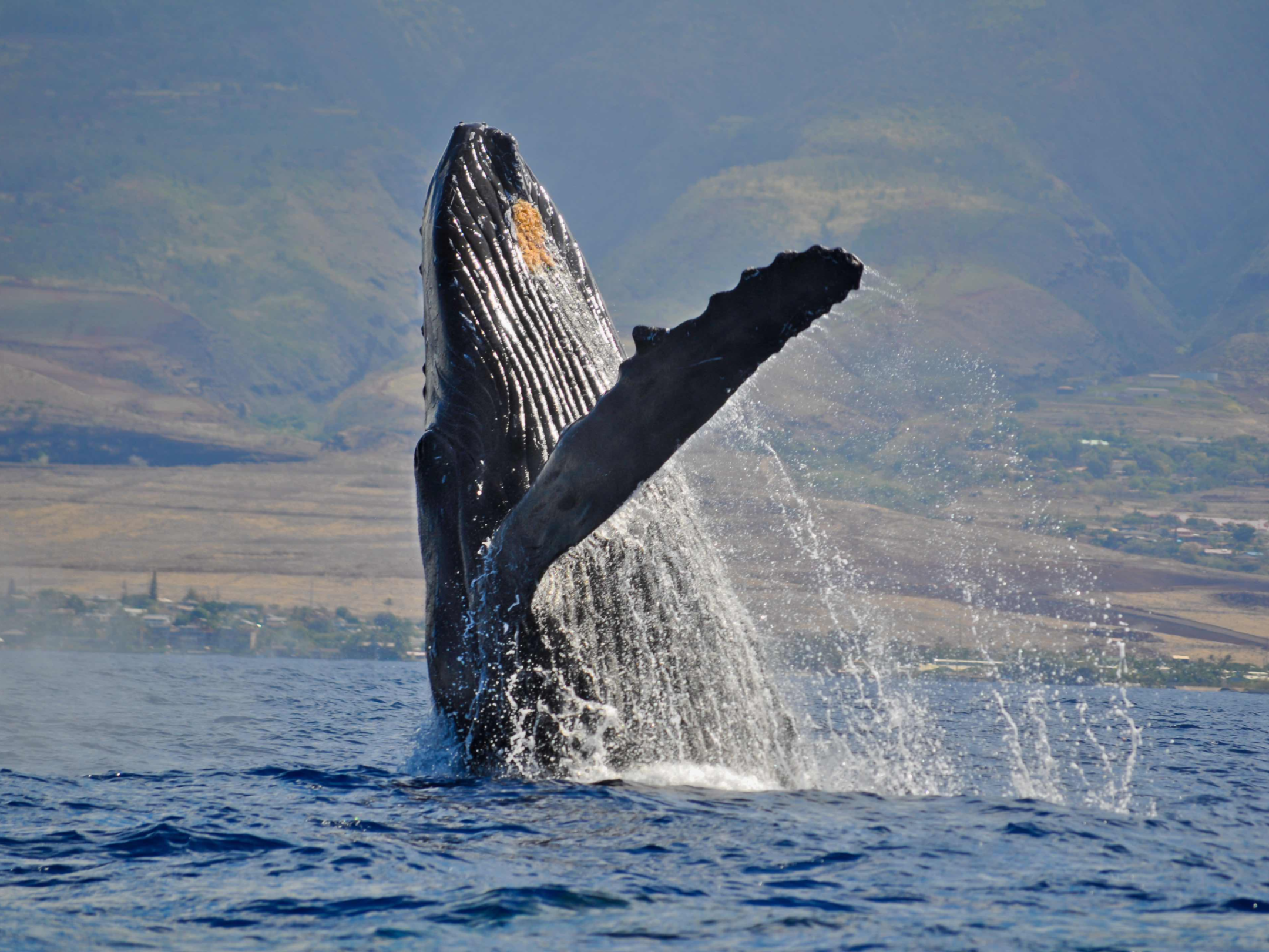 Humpback whale breaching water with mountains in background.