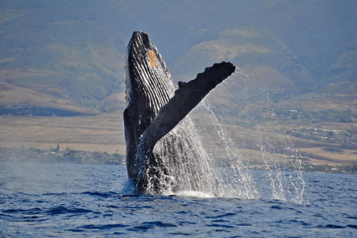 Humpback whale breaching water with mountains in background.