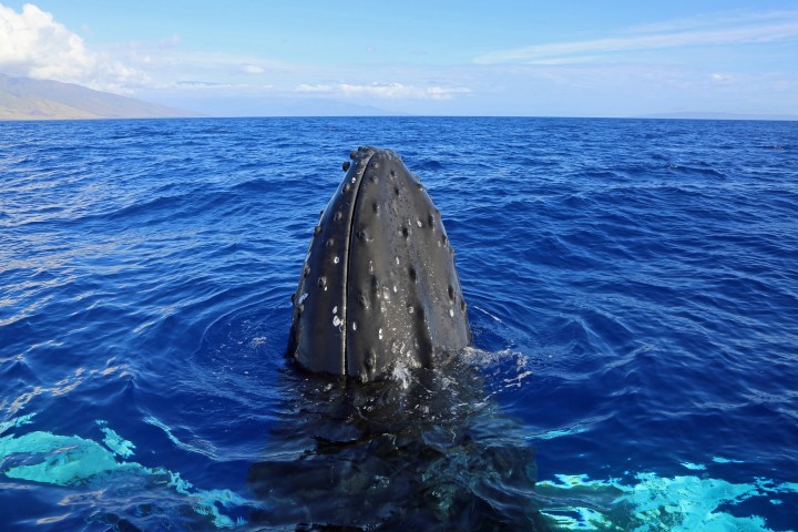 Humpback whale snout emerges from the ocean with blue sky and distant land in background.