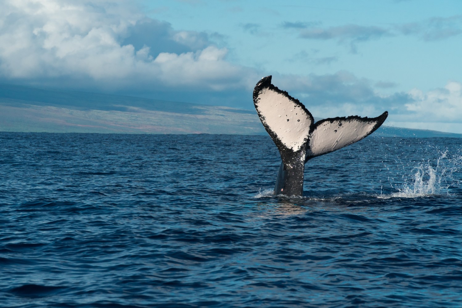Whale tail above ocean surface with distant land and cloudy sky in background.