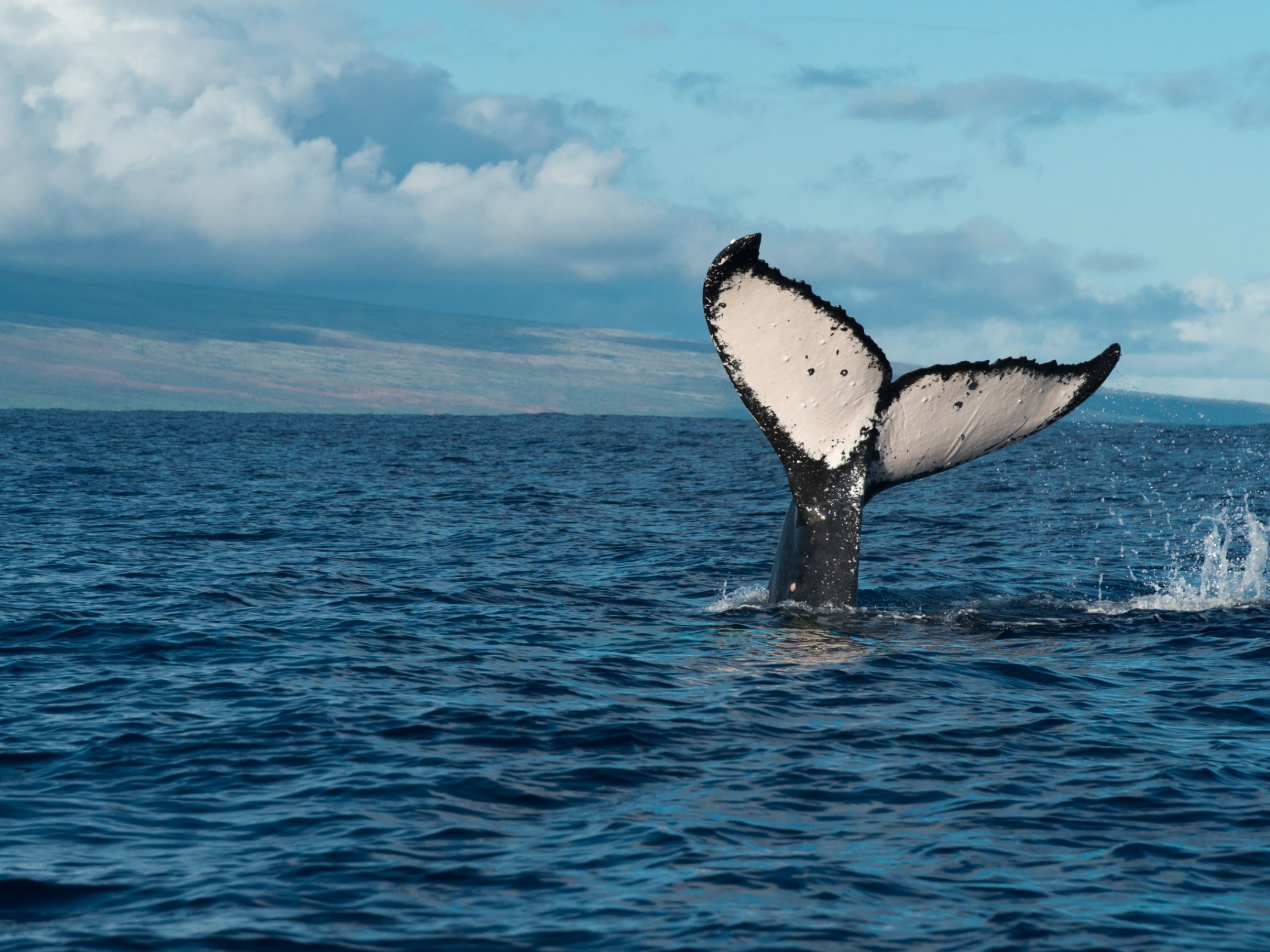 Whale tail above ocean surface with distant land and cloudy sky in background.