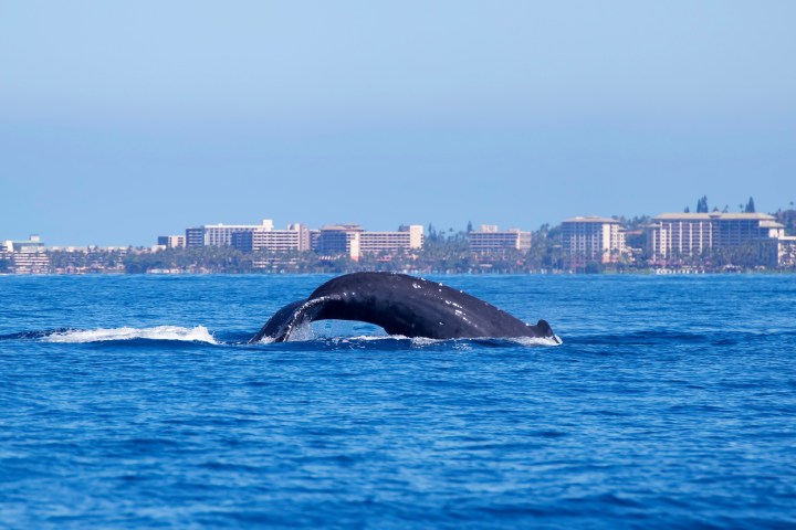 Whale diving in ocean with cityscape in background under clear blue sky.