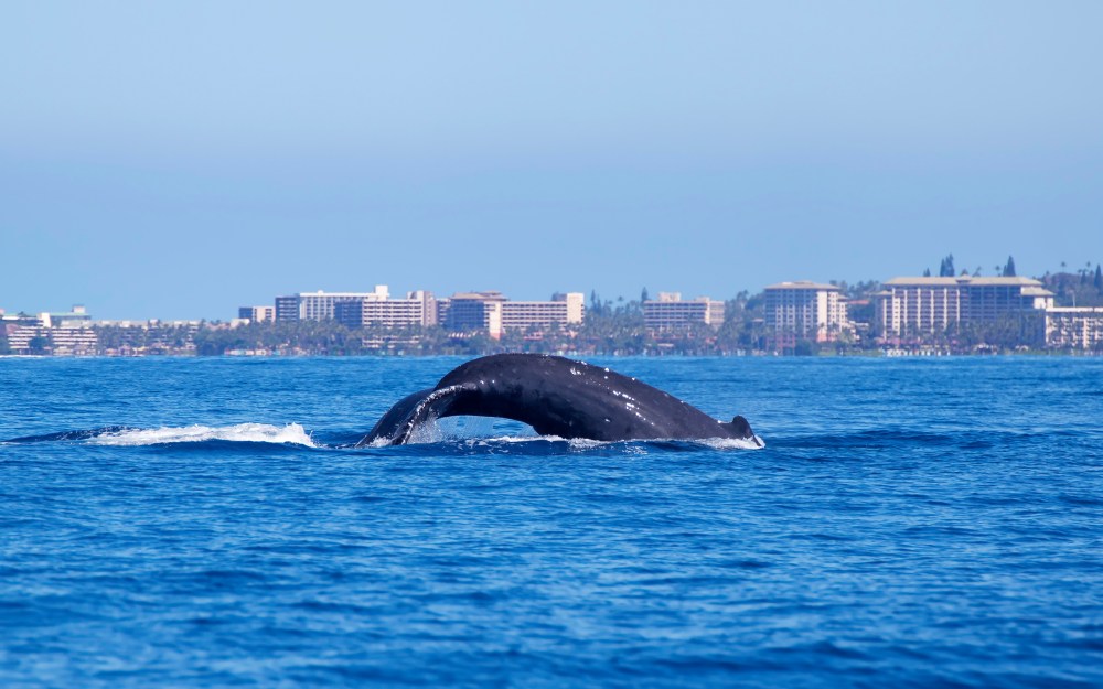 Whale diving in ocean with cityscape in background under clear blue sky.