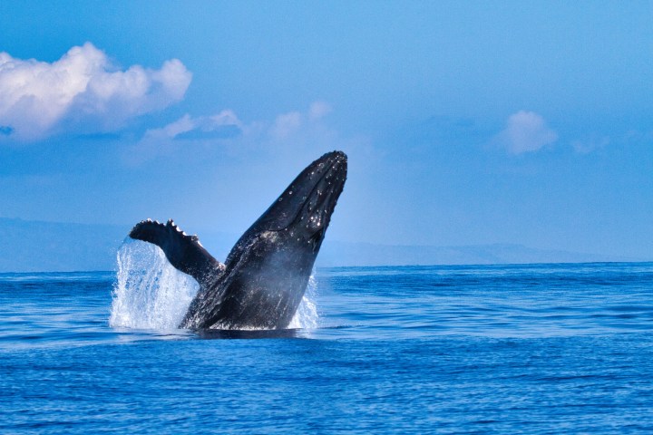 Humpback whale breaching with splash against clear blue sky and ocean.