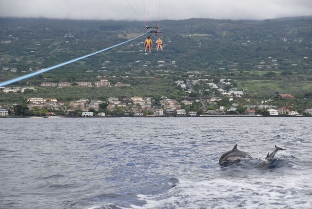 Two people parasailing over the ocean with dolphins swimming below and a coastal town in the background.
