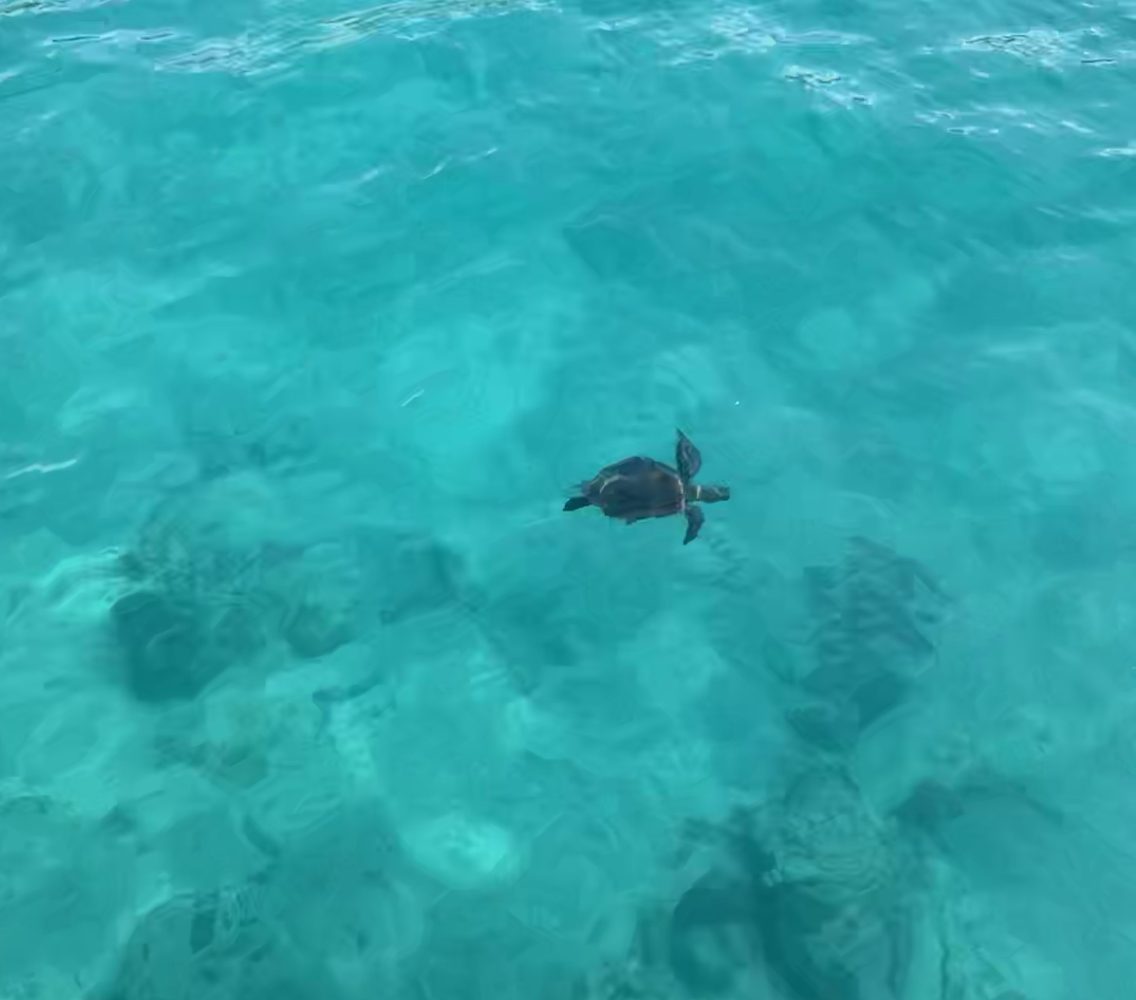 Sea turtle swimming in clear turquoise water.